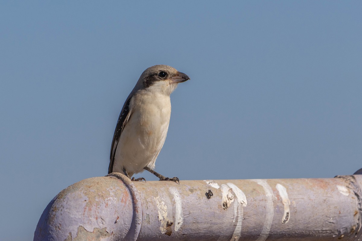 Lesser Gray Shrike - ML642167718