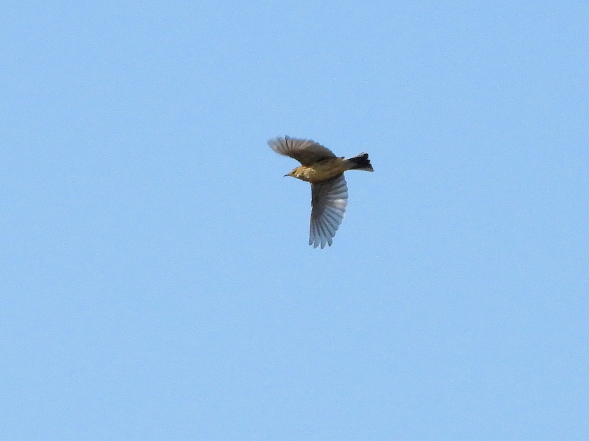 Meadow Pipit - ML642167719