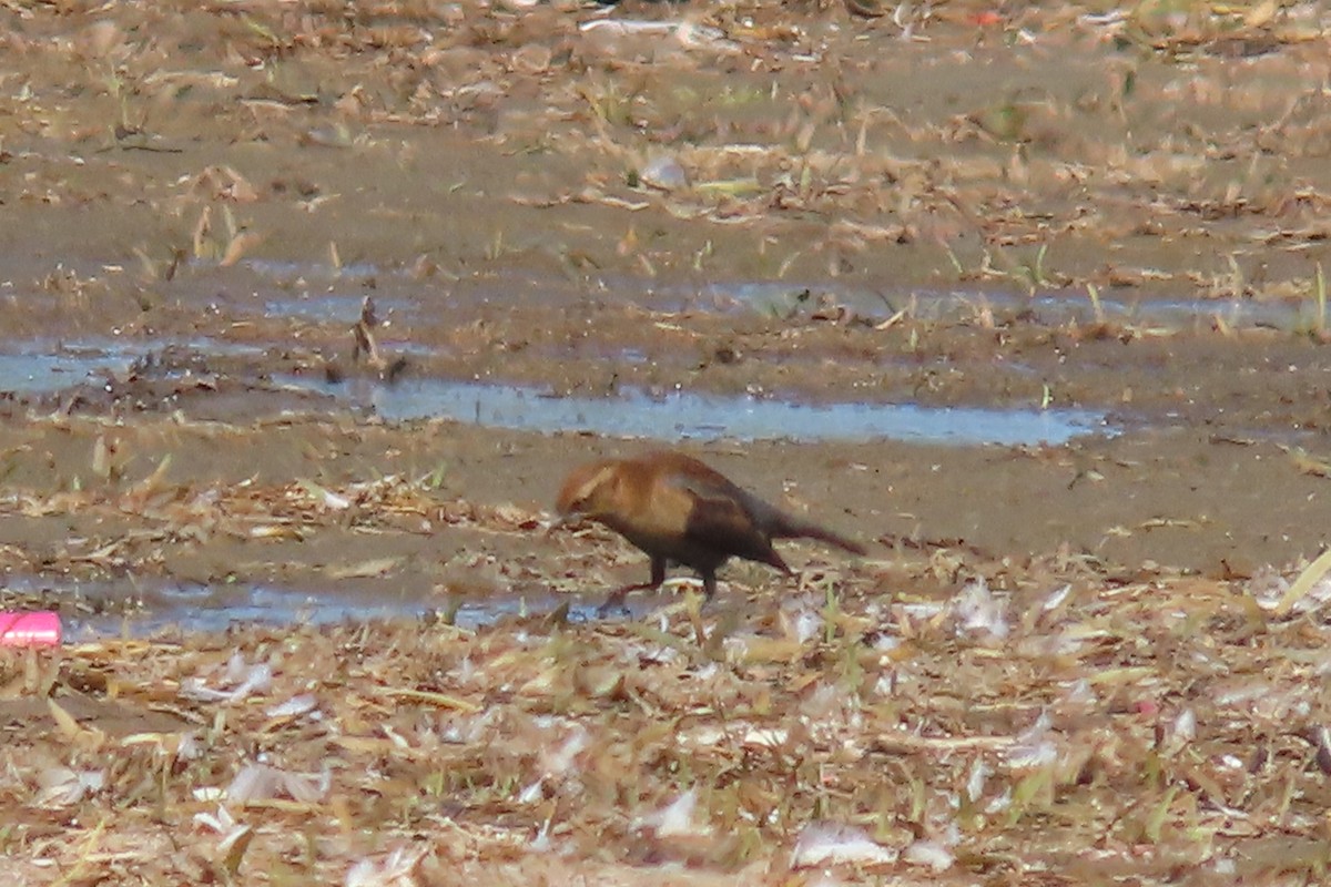 Rusty Blackbird - ML642167720
