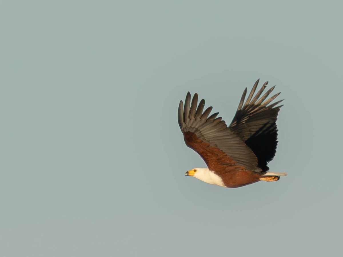 African Fish-Eagle - ML642167722