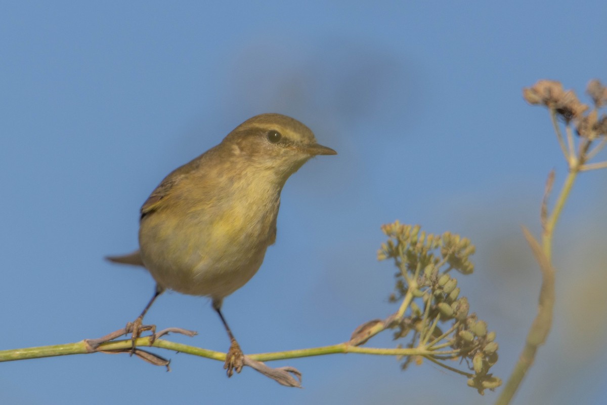 Willow Warbler - ML642167725
