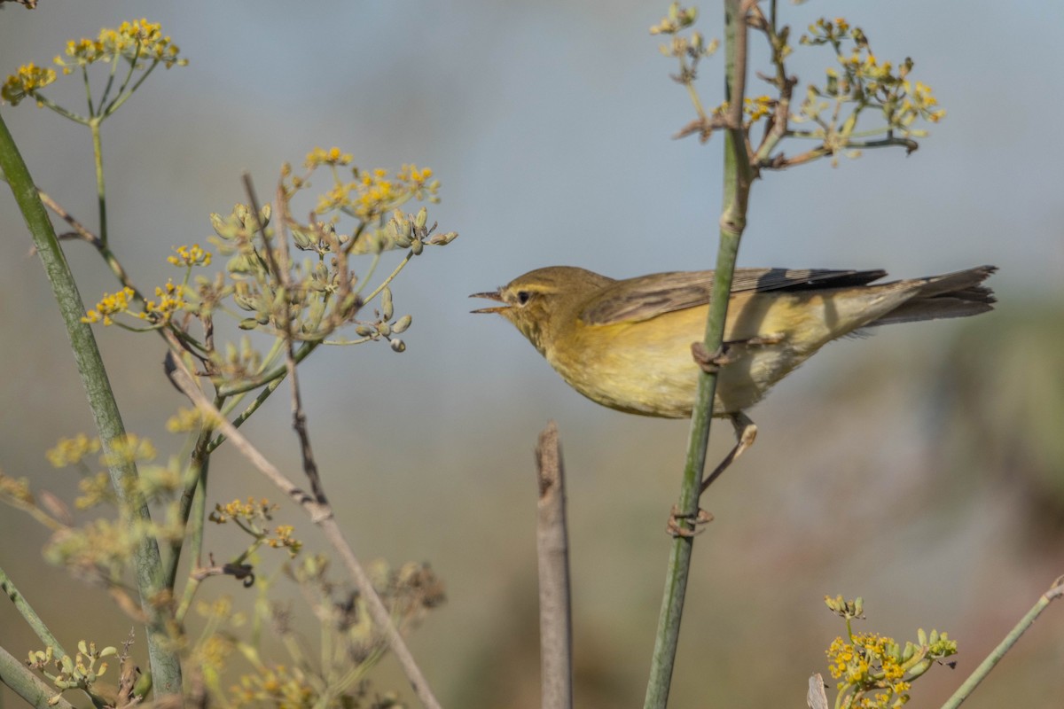 Willow Warbler - ML642167727