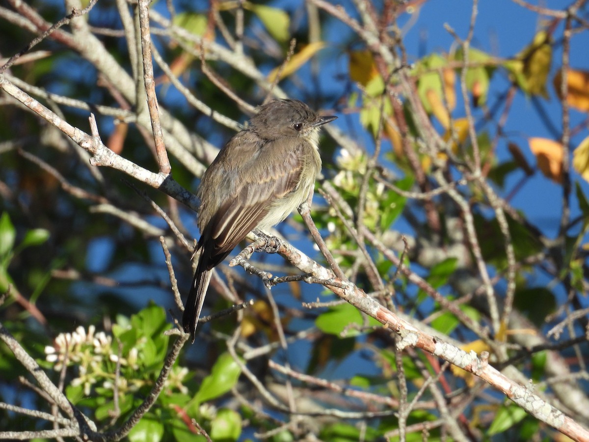 Eastern Phoebe - ML642167729