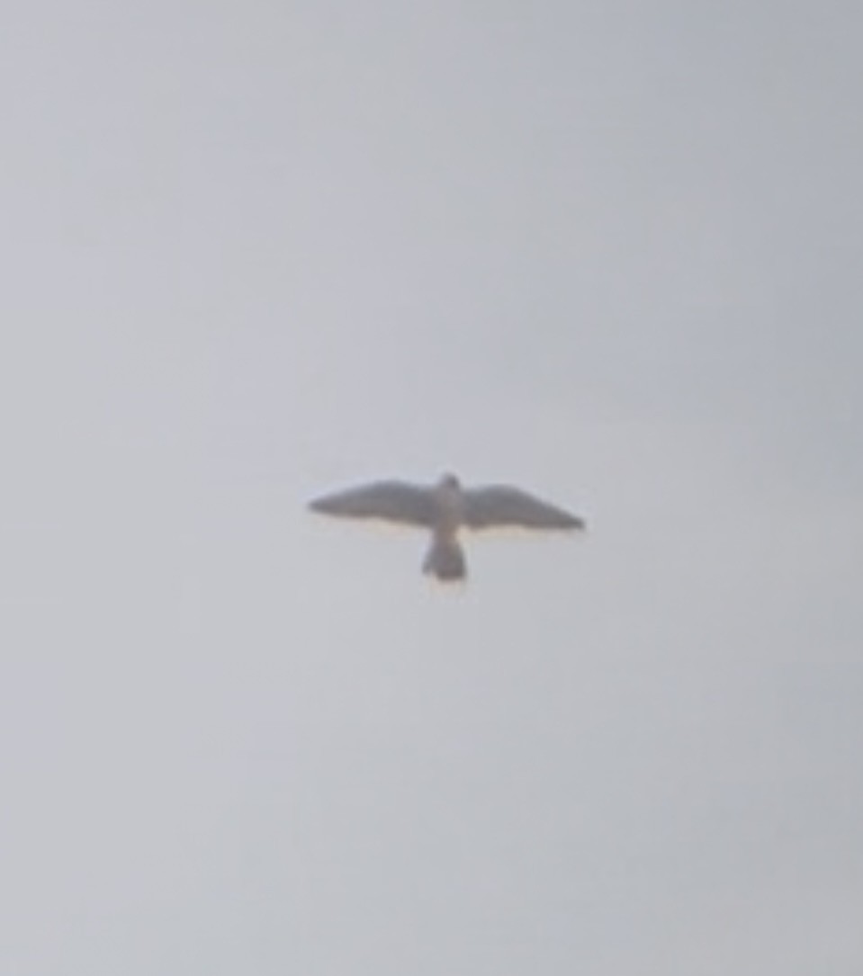 Peregrine Falcon - ML642167734