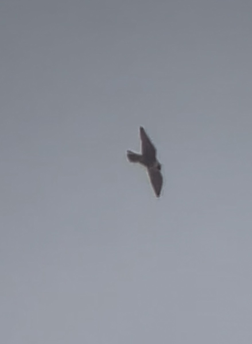 Peregrine Falcon - ML642167735