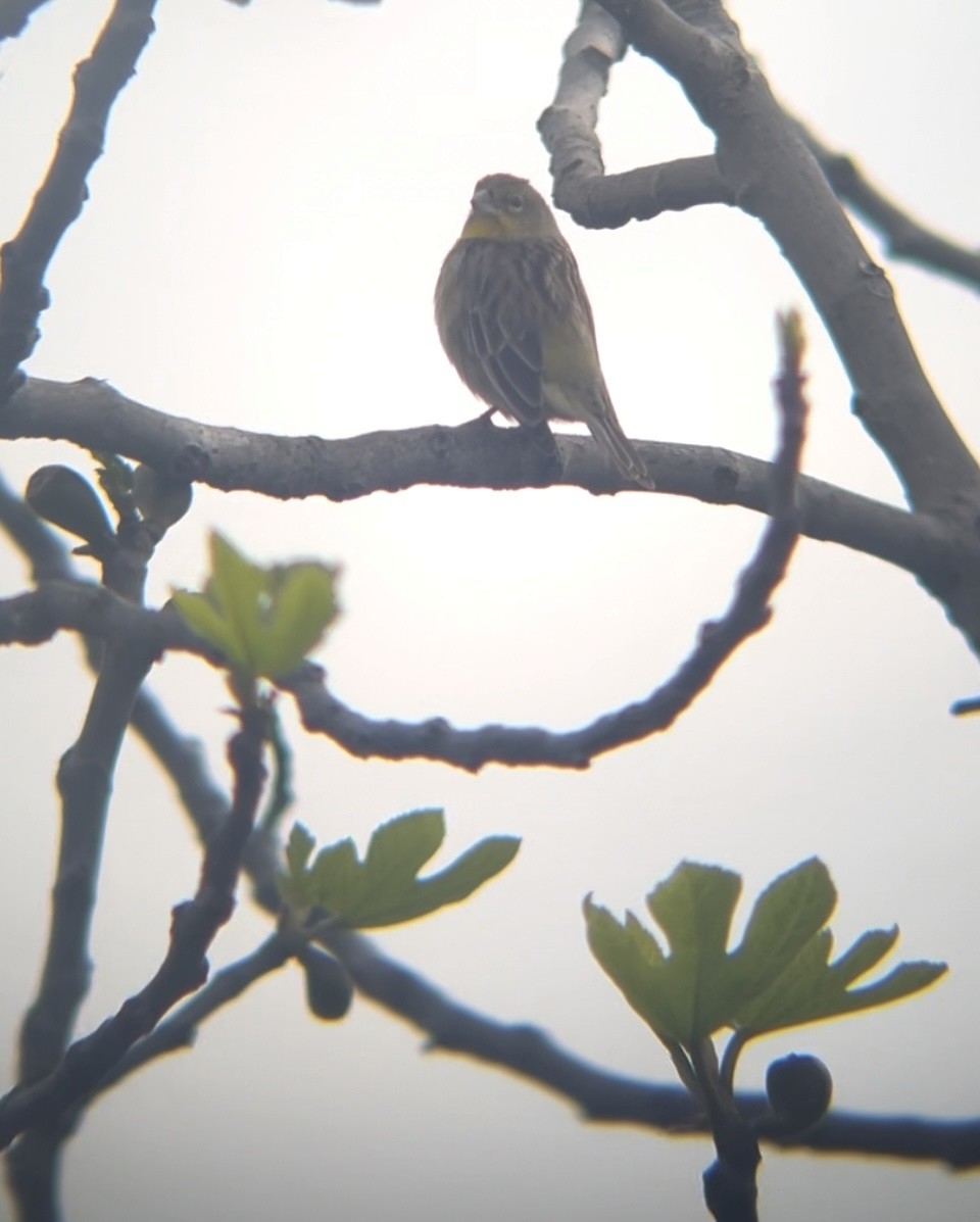 Grassland Yellow-Finch - ML642167751