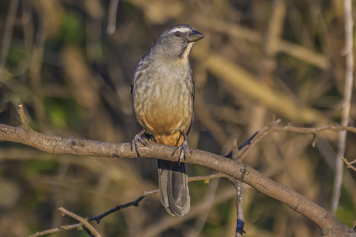 Pepitero Grisáceo del Amazonas - ML642167765