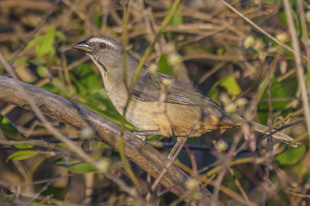 Pepitero Grisáceo del Amazonas - ML642167768