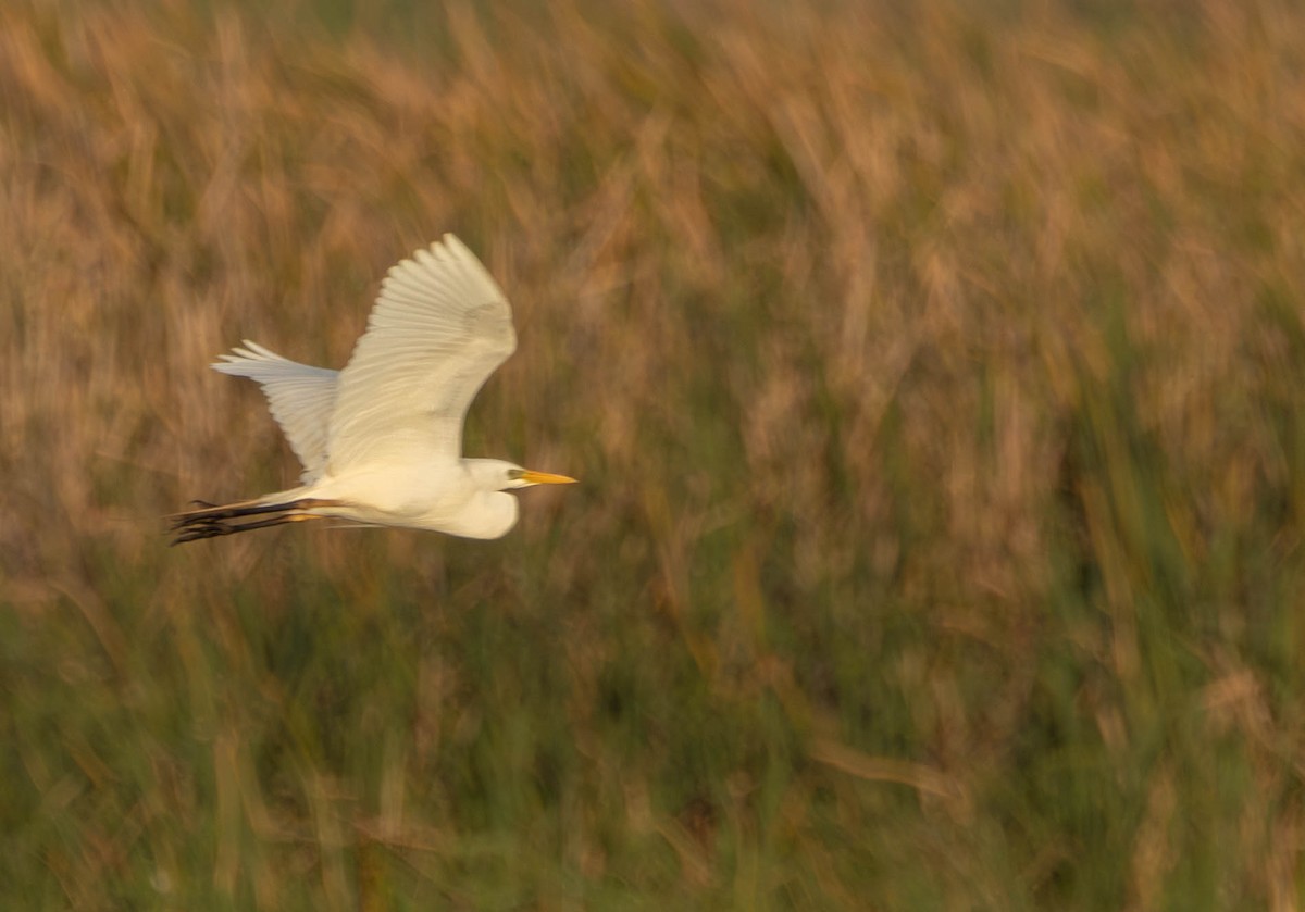 Yellow-billed Egret - ML642167785