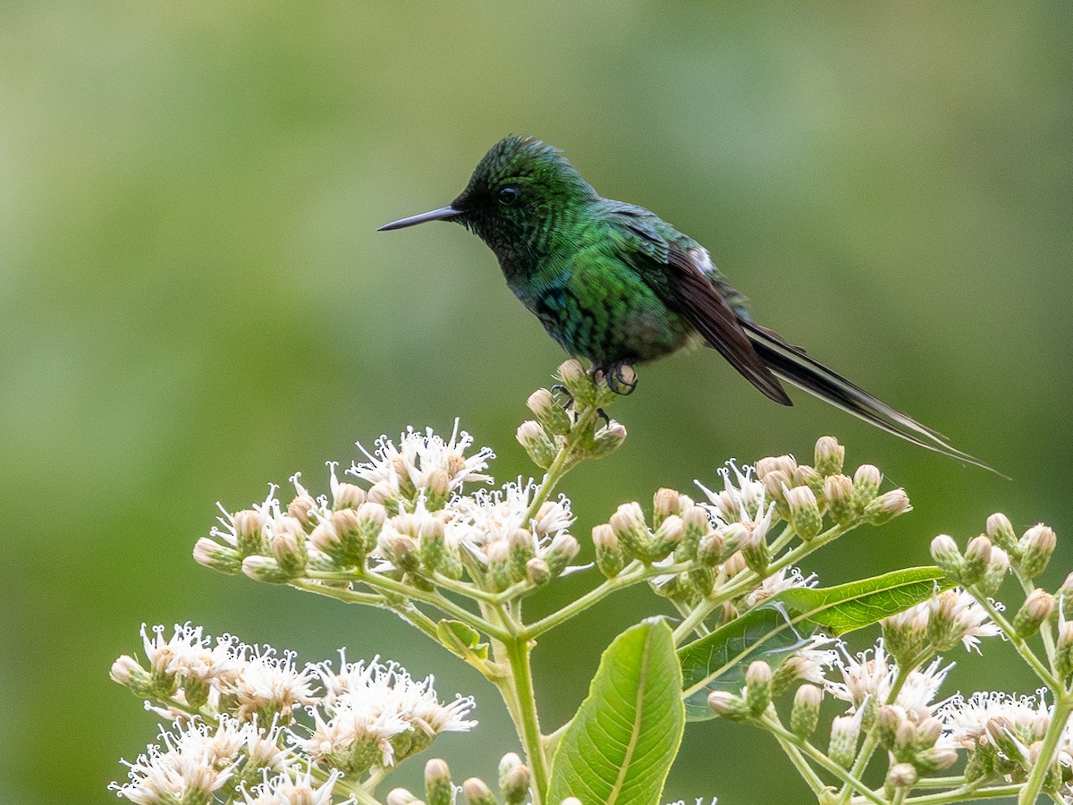 Green Thorntail - ML642167820