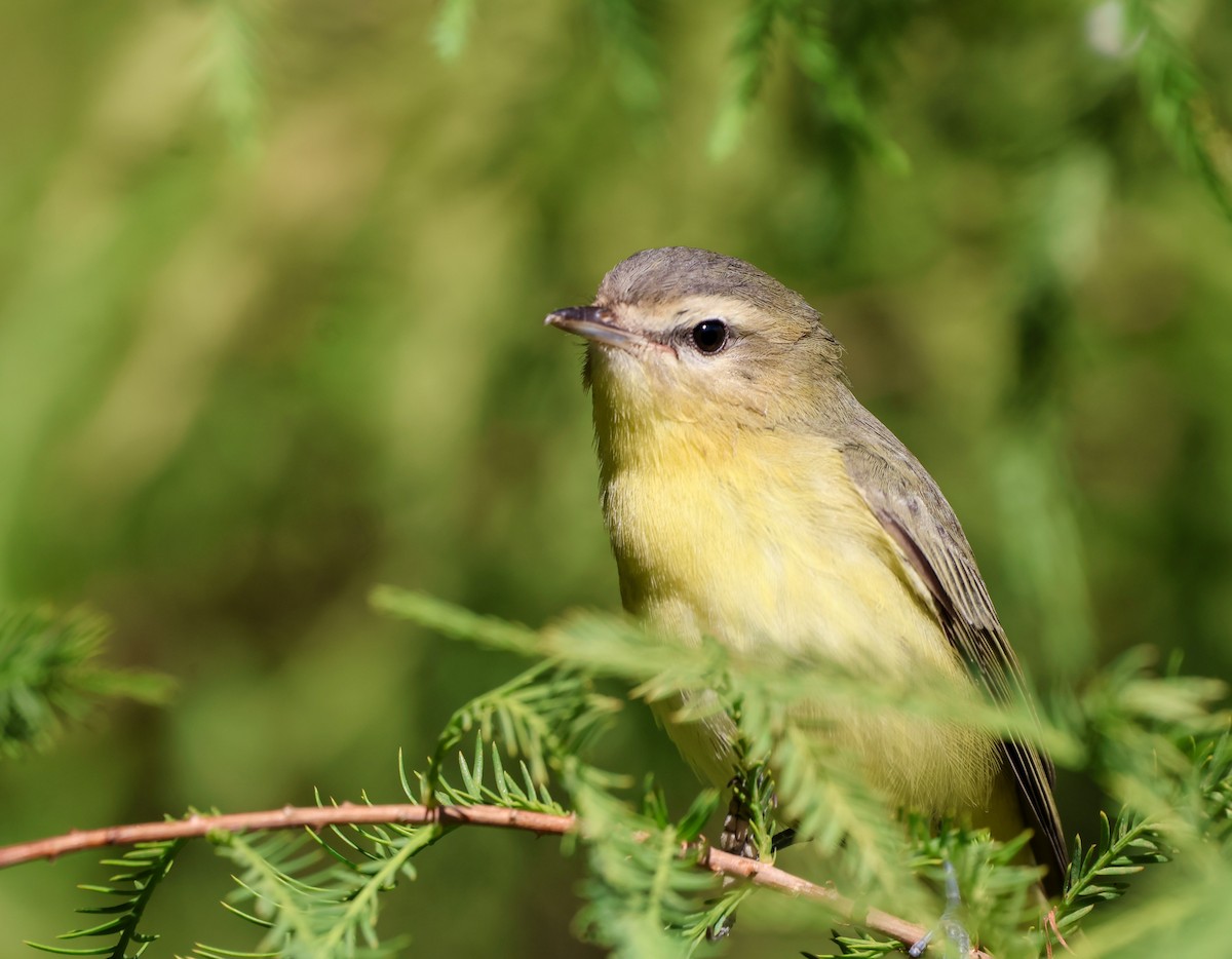 Vireo de Filadelfia/Gorjeador - ML642167830