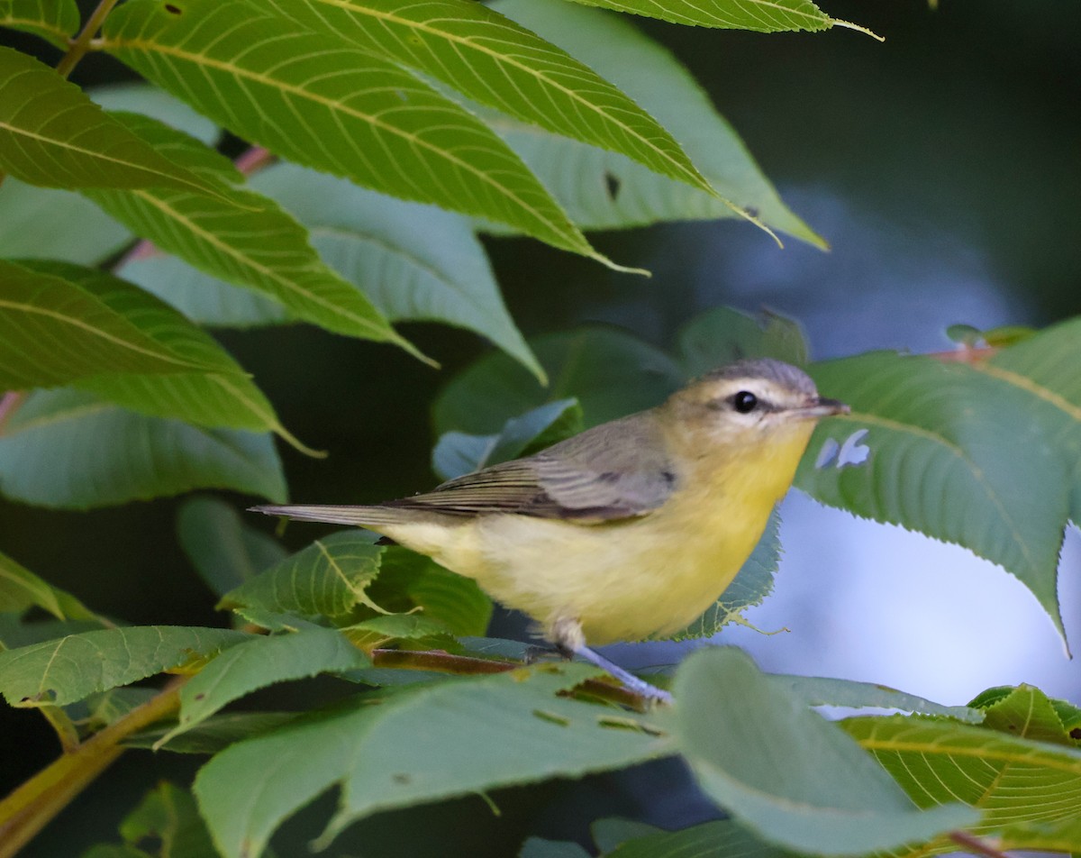 Vireo de Filadelfia/Gorjeador - ML642167831