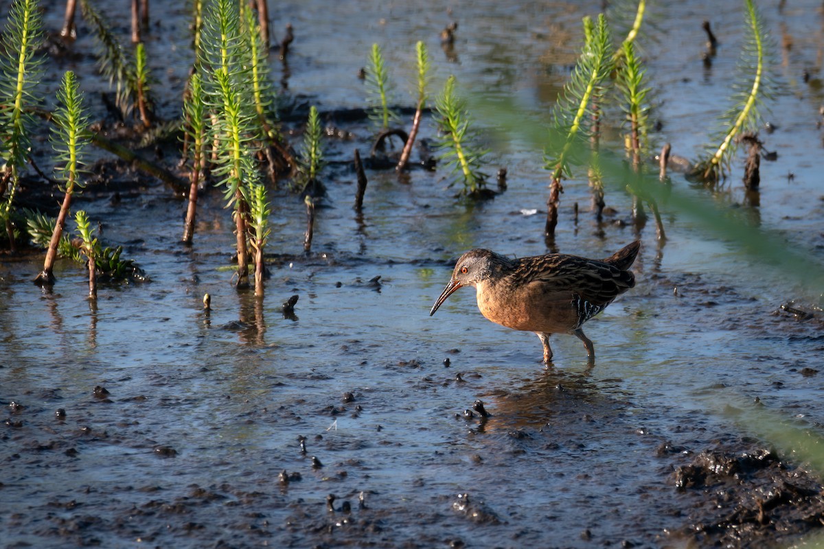 Virginia Rail - ML642167848