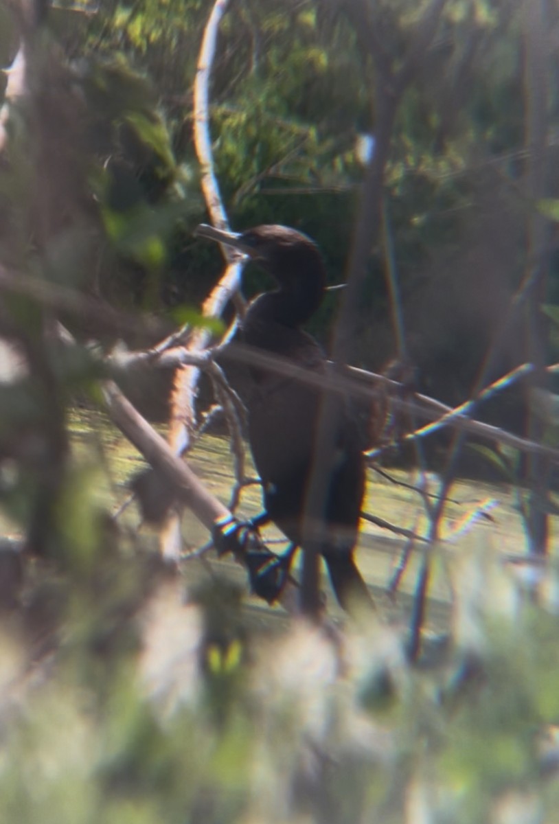 Neotropic Cormorant - ML642167849