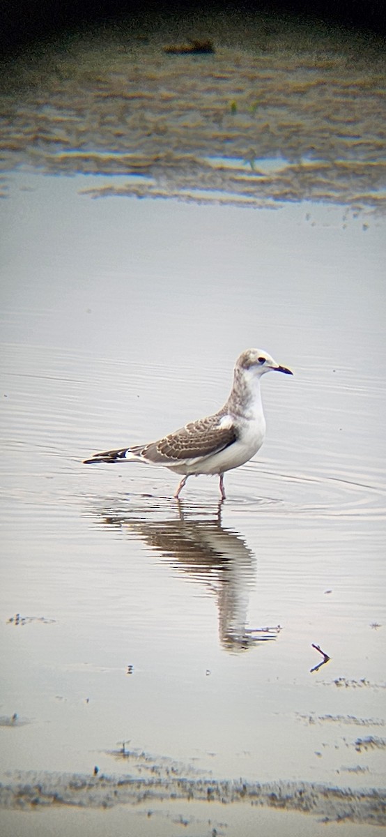 Sabine's Gull - ML642167863
