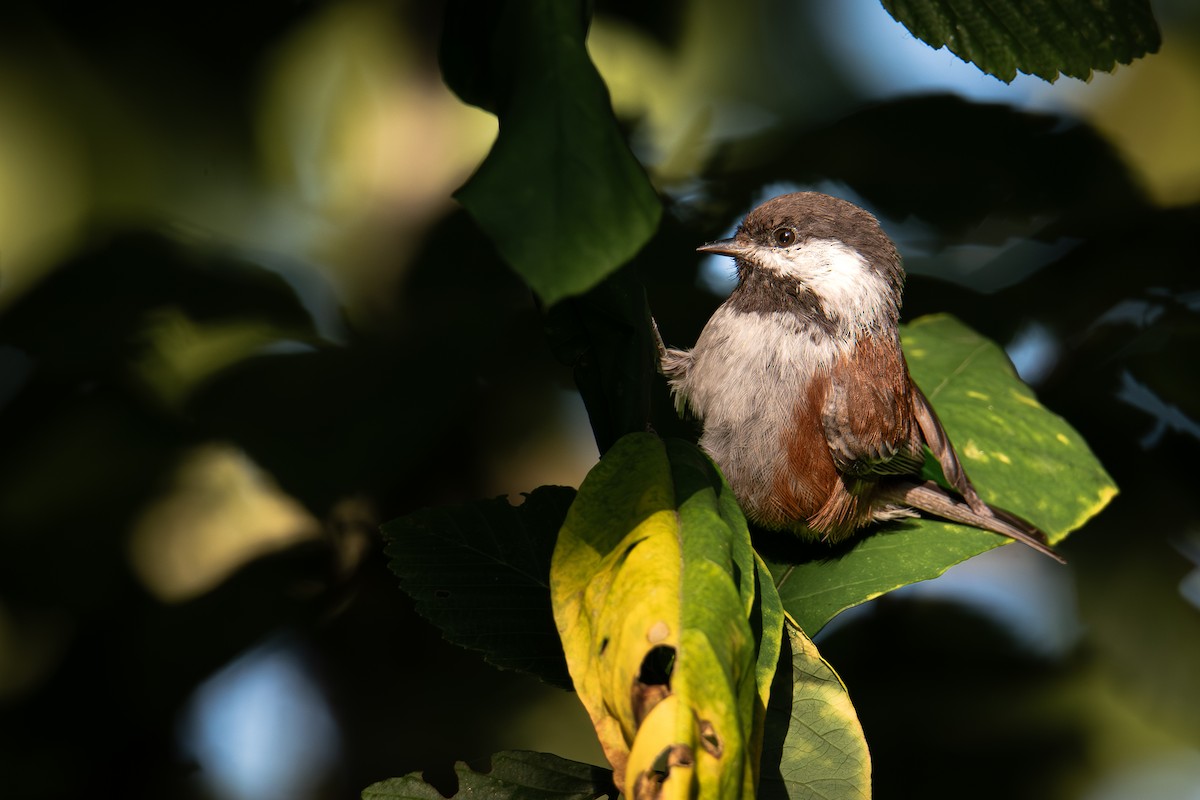 Chestnut-backed Chickadee - ML642167873