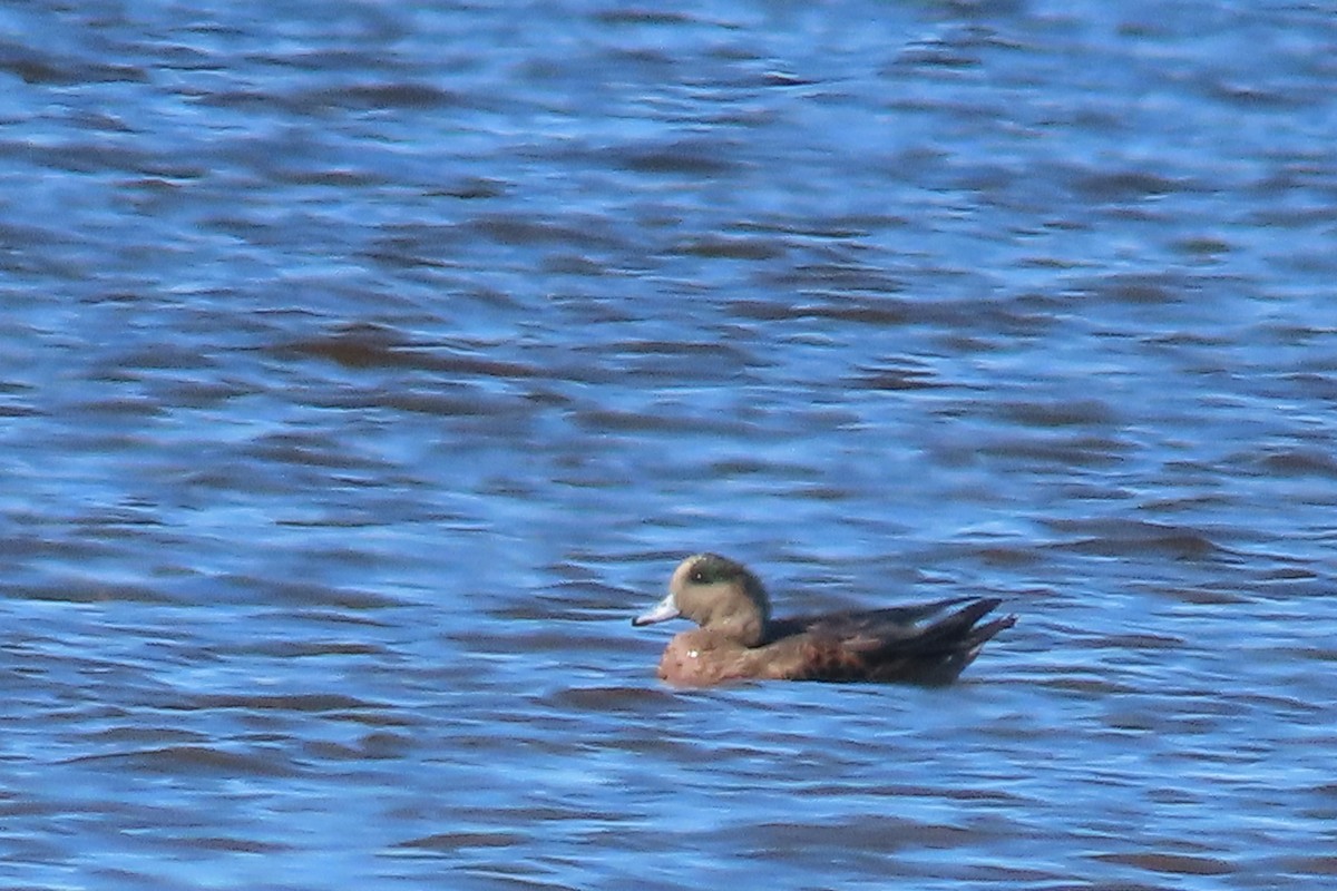 葡萄胸鴨 - ML642167875