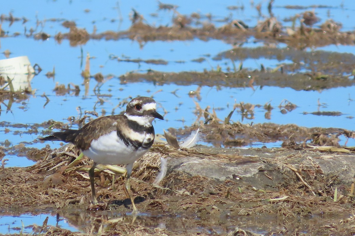 Killdeer - ML642167891