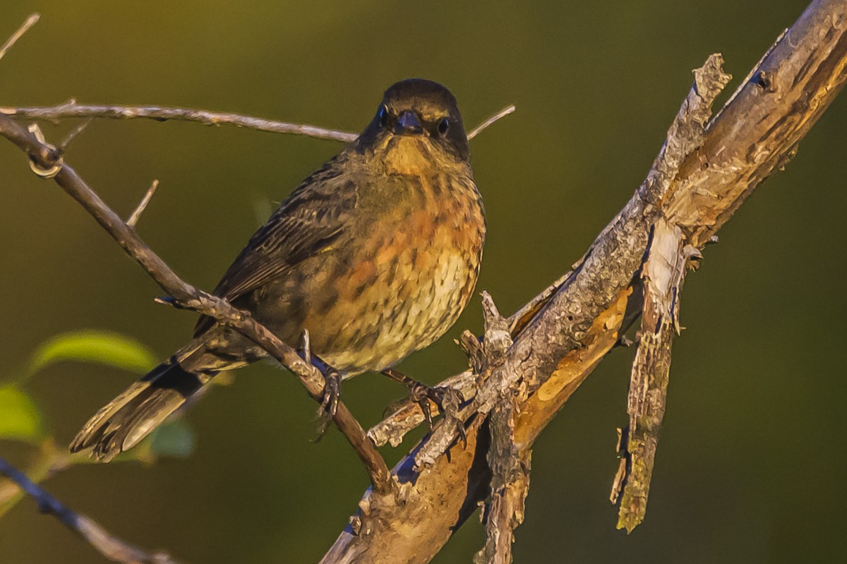 Black-and-rufous Warbling Finch - ML642167902