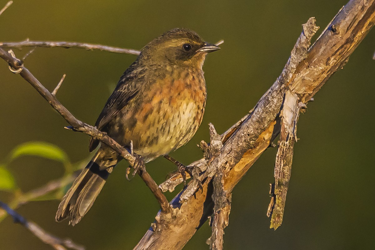Black-and-rufous Warbling Finch - ML642167903