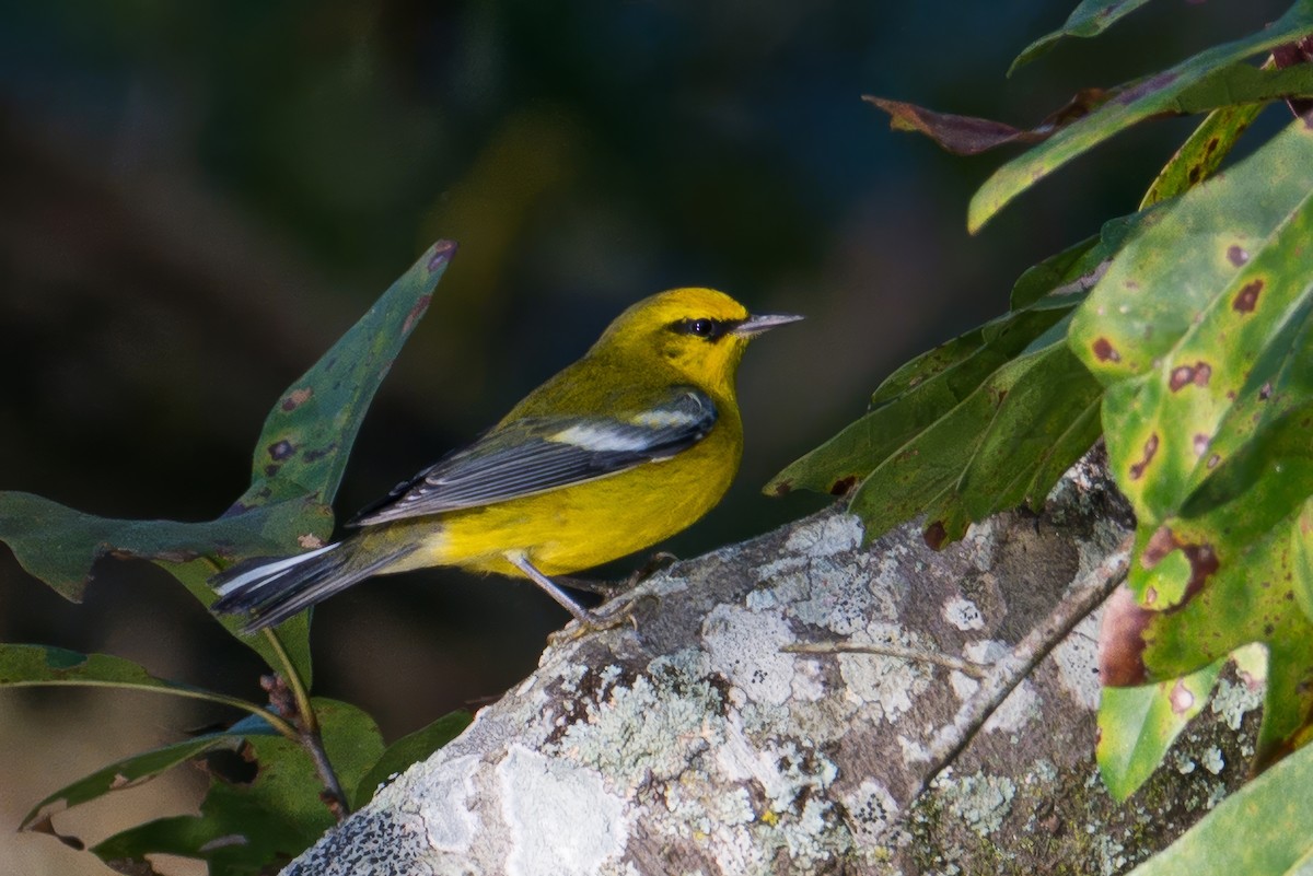 Blue-winged Warbler - ML642167909