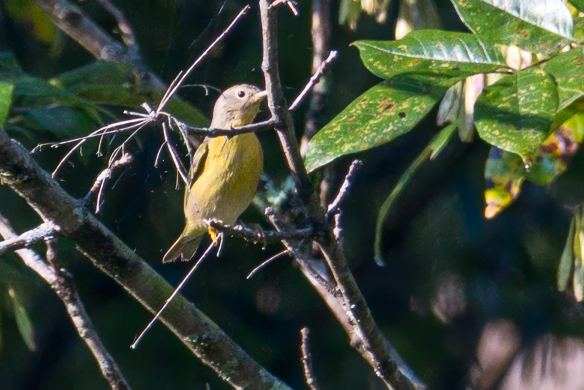 Nashville Warbler - ML642167915