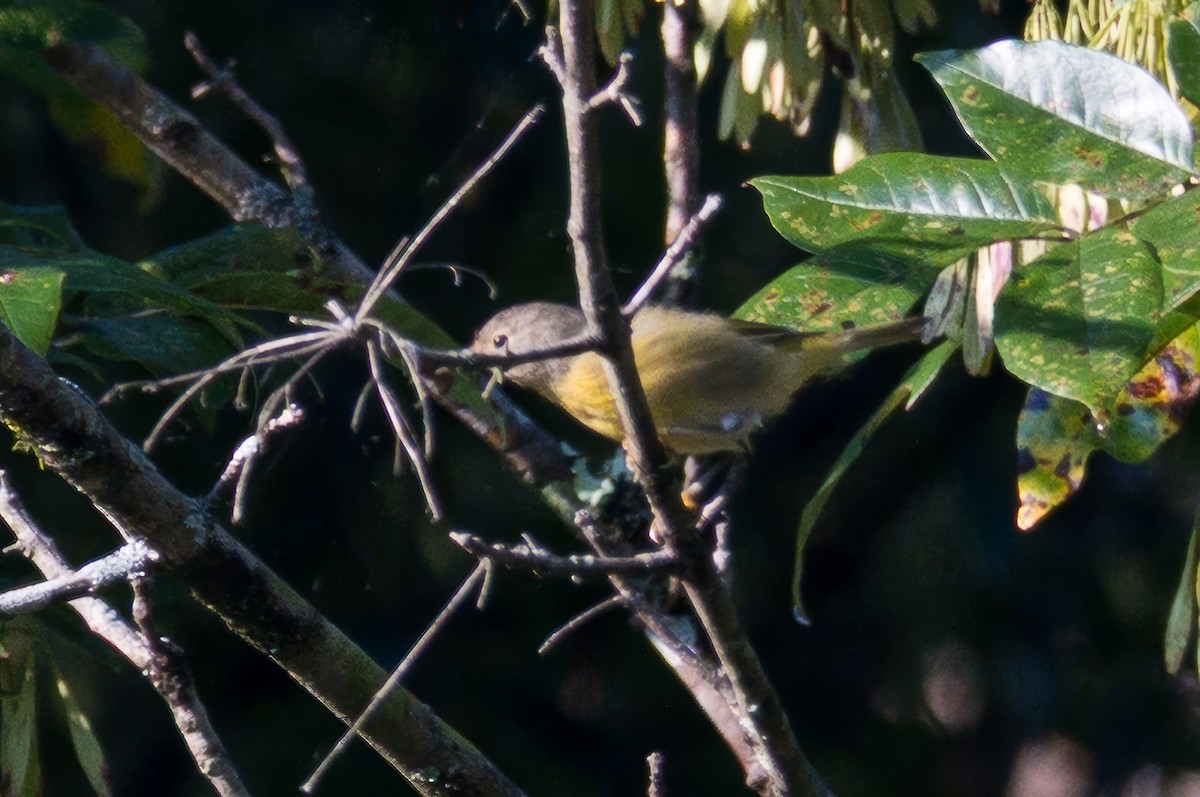 Nashville Warbler - ML642167916