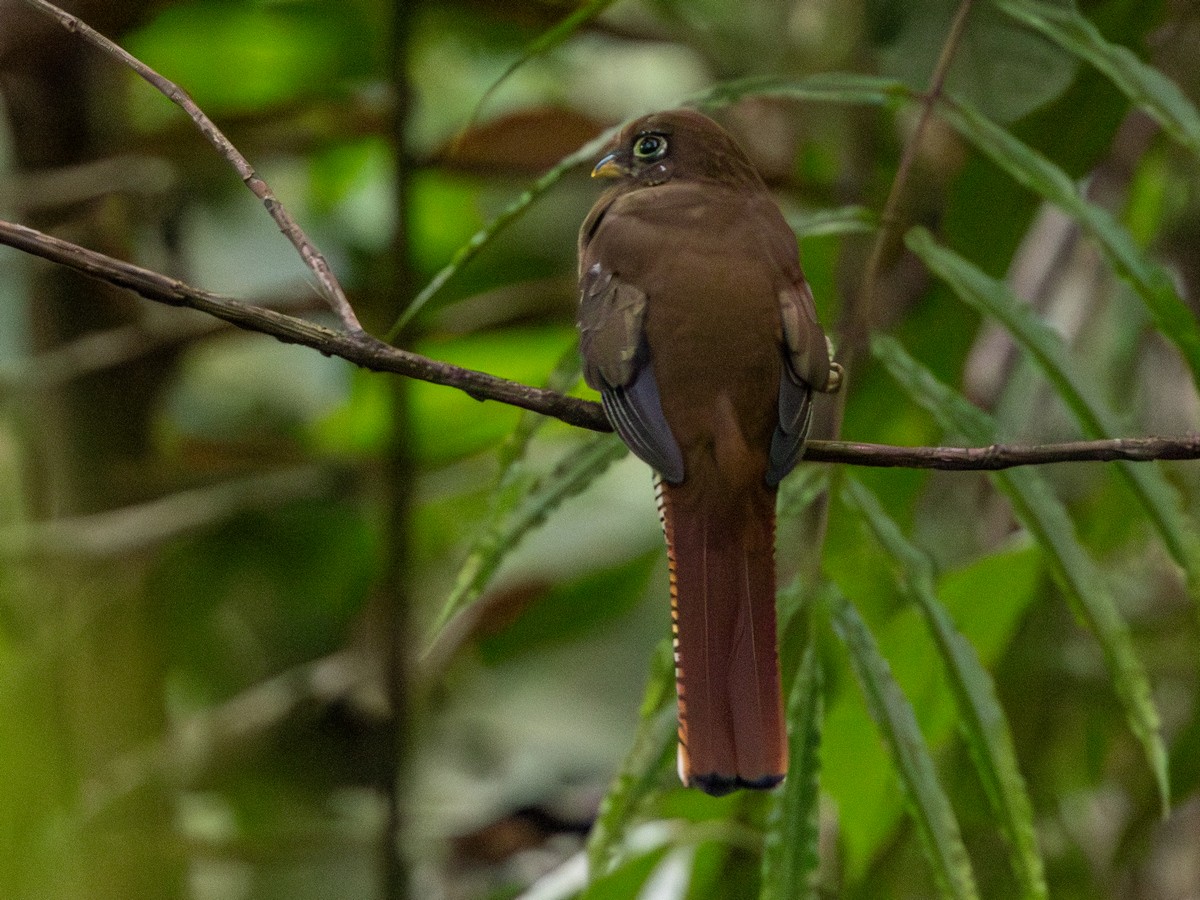 Choco Black-throated Trogon - ML642167935
