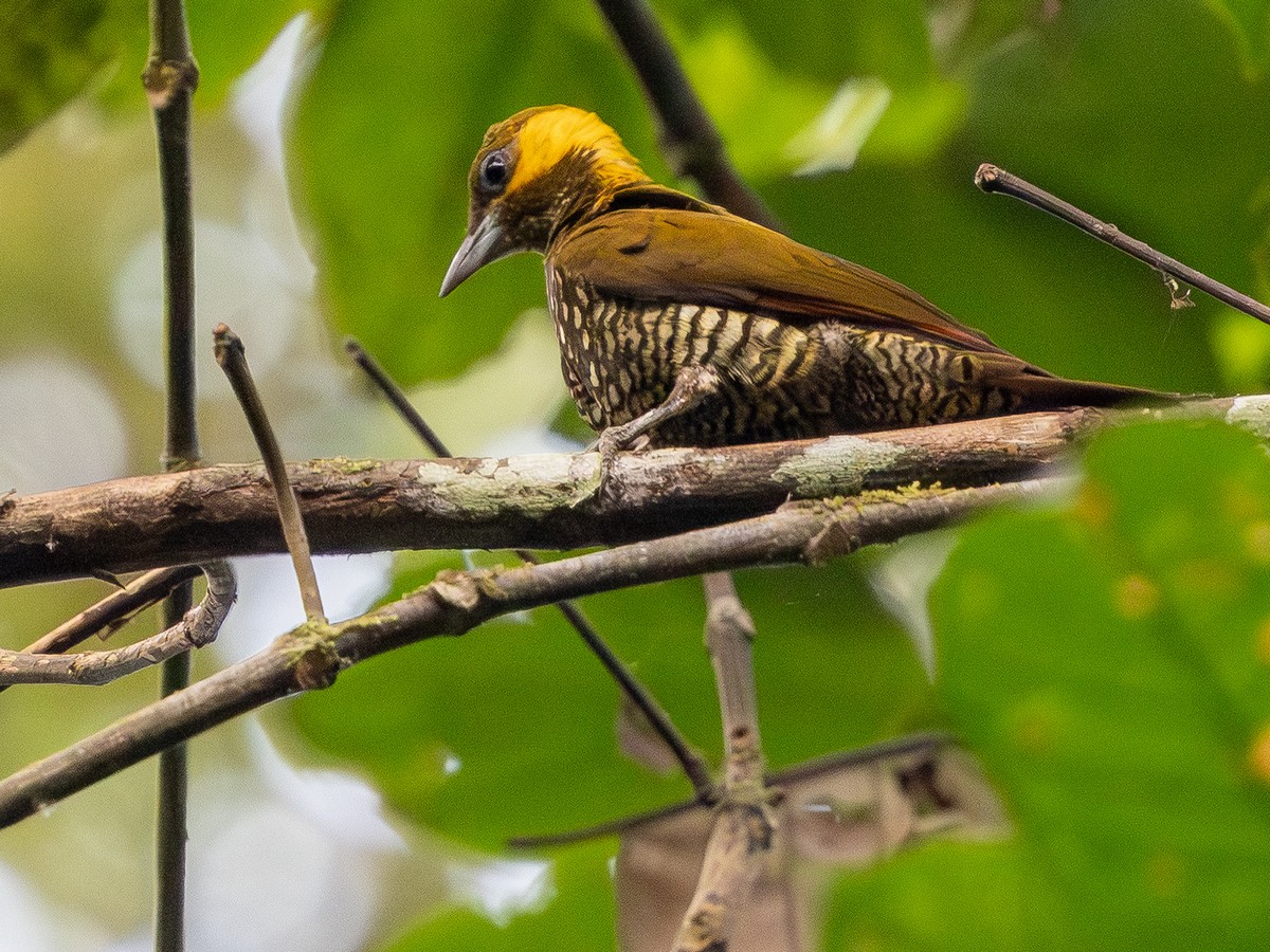 Lita Woodpecker - ML642167974