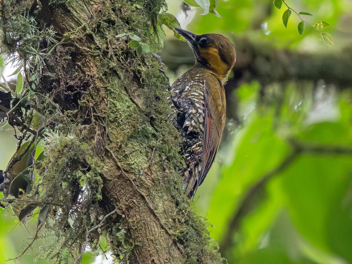 Lita Woodpecker - ML642167975