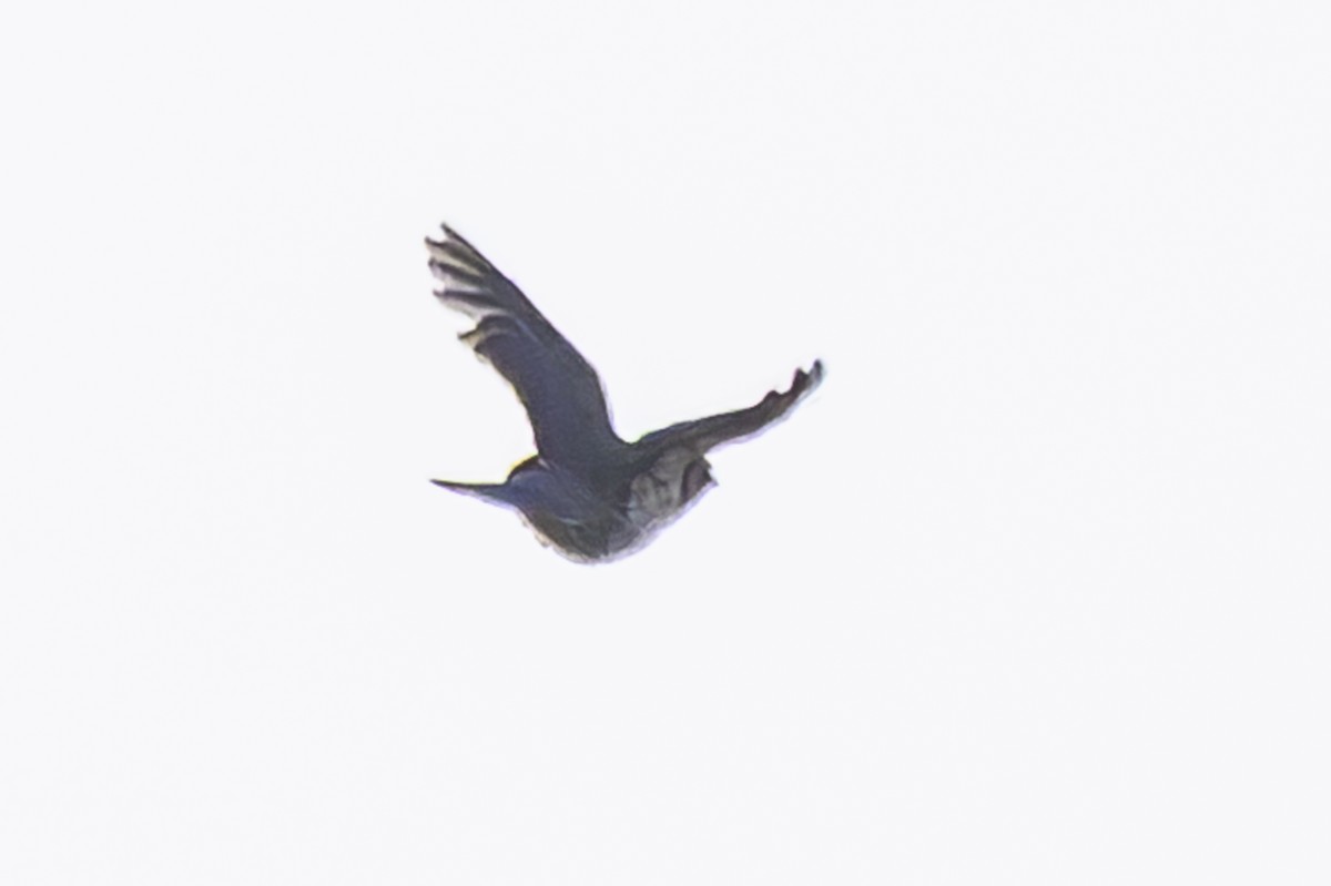 キバラツグミ - ML642167994