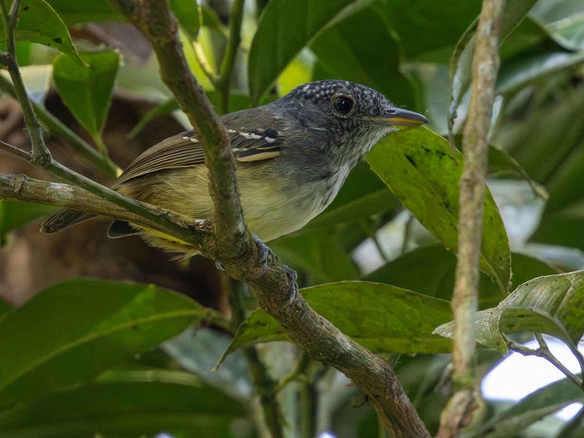 Spot-crowned Antvireo - ML642167998