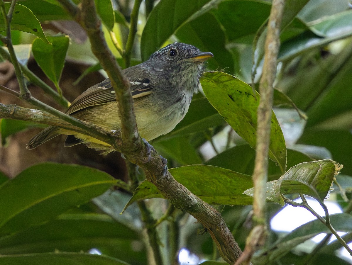 Spot-crowned Antvireo - ML642167999