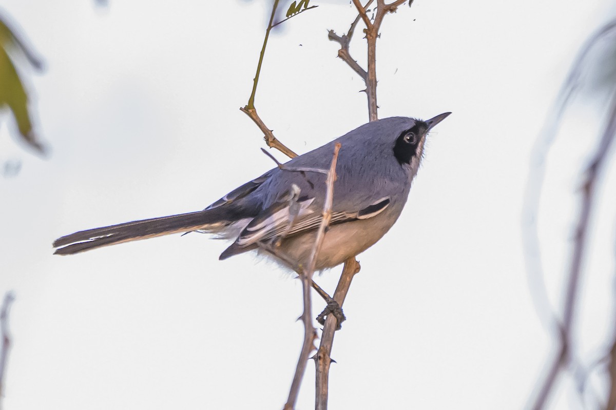 Masked Gnatcatcher - ML642168017