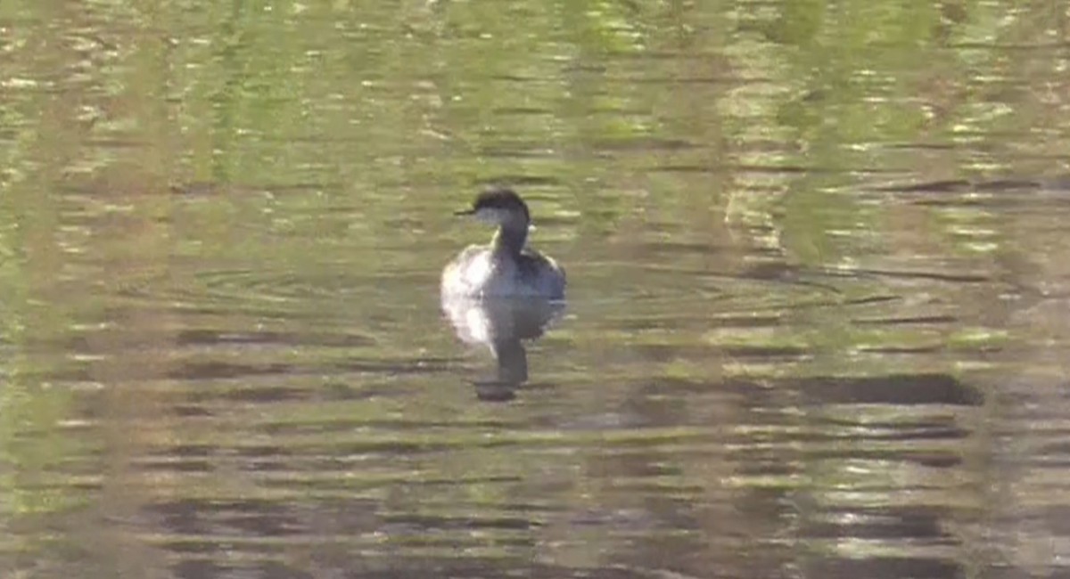 Eared Grebe - ML642168018