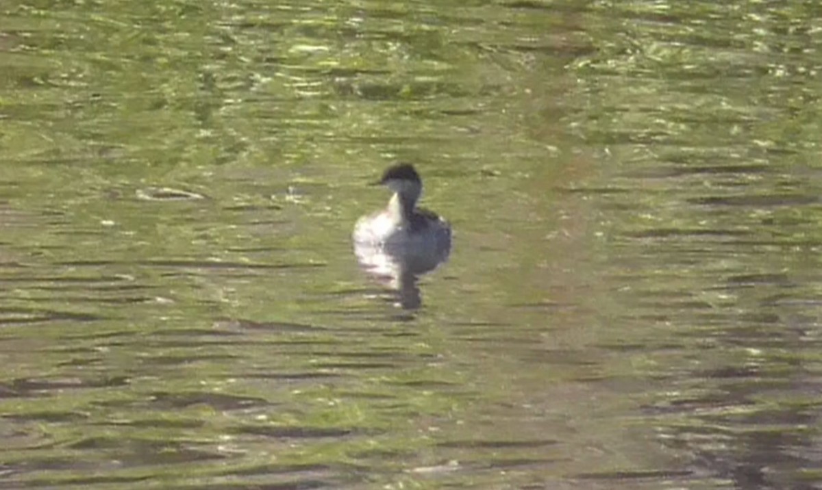 Eared Grebe - ML642168019