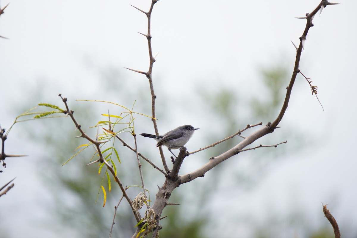 Black-tailed Gnatcatcher - ML642168040