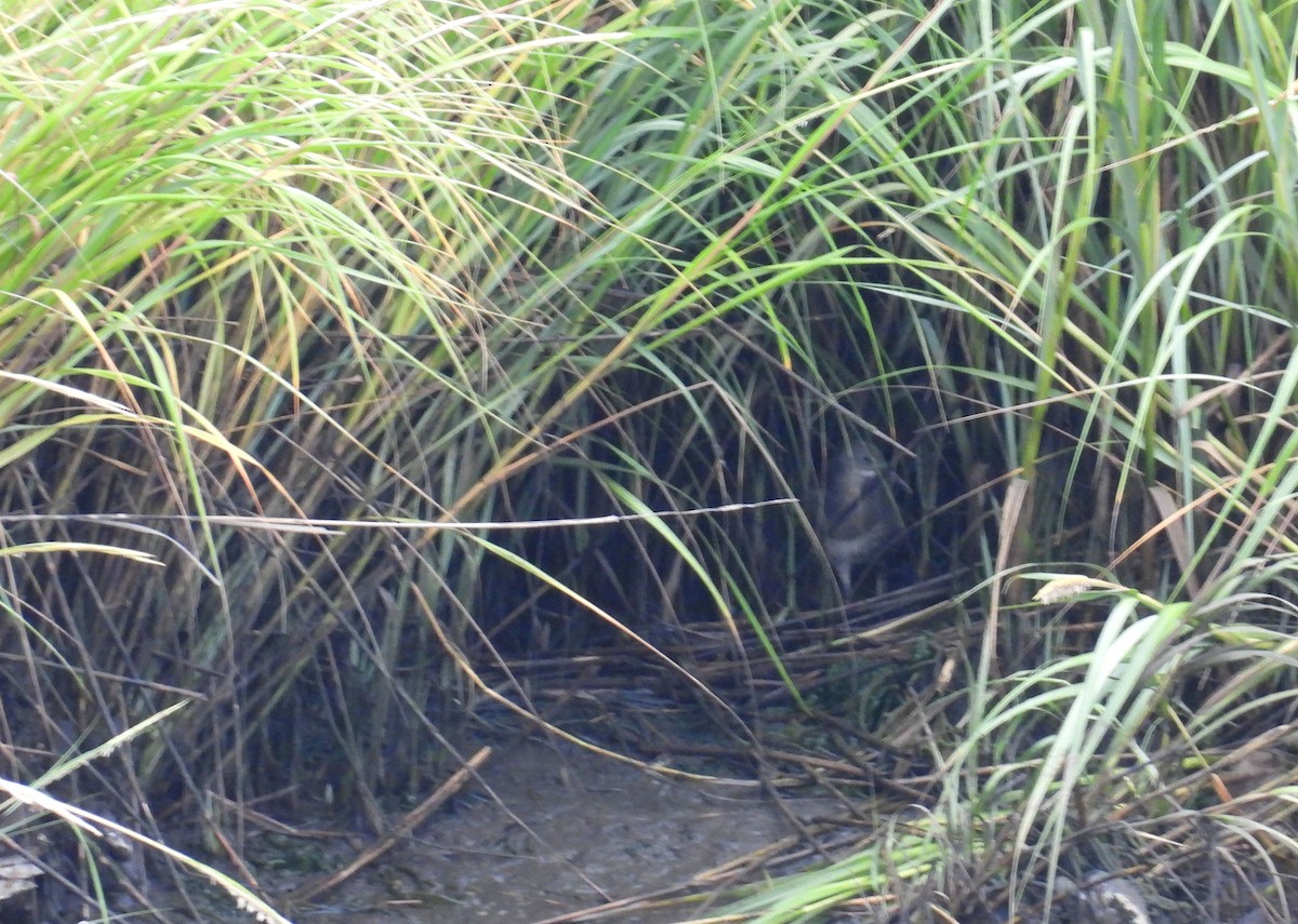 Clapper Rail - ML642168048