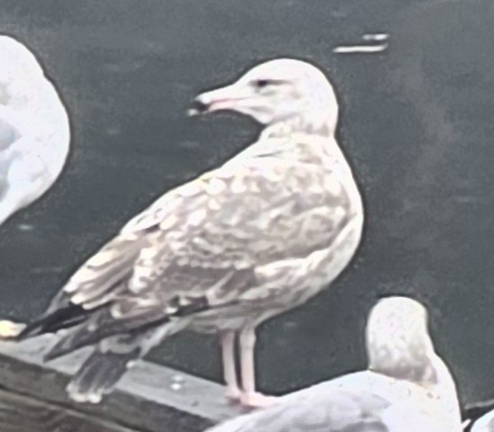 American Herring Gull - ML642168056
