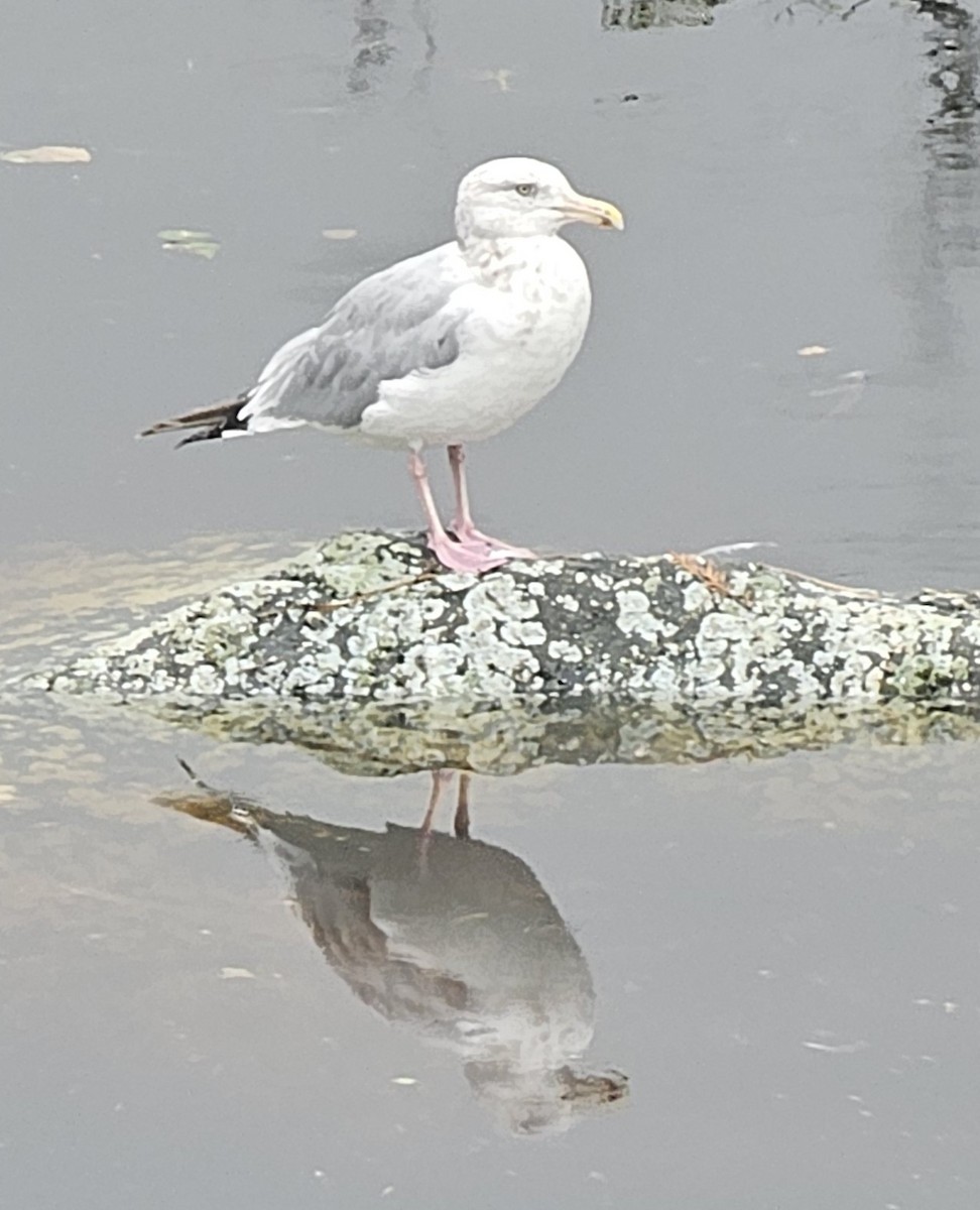 American Herring Gull - ML642168057