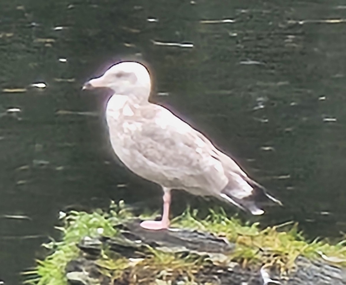 American Herring Gull - ML642168058