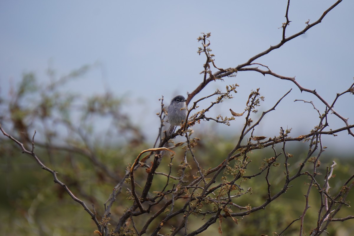 Black-tailed Gnatcatcher - ML642168063