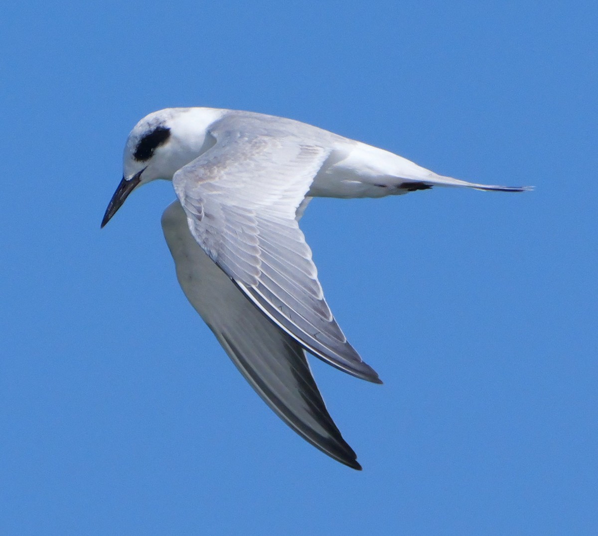 Forster's Tern - ML642168075