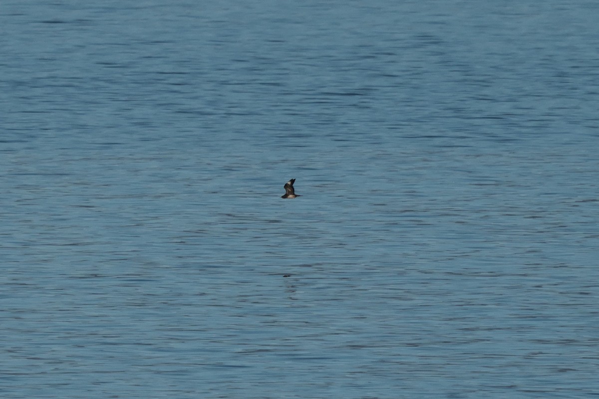 Parasitic Jaeger - ML642168088
