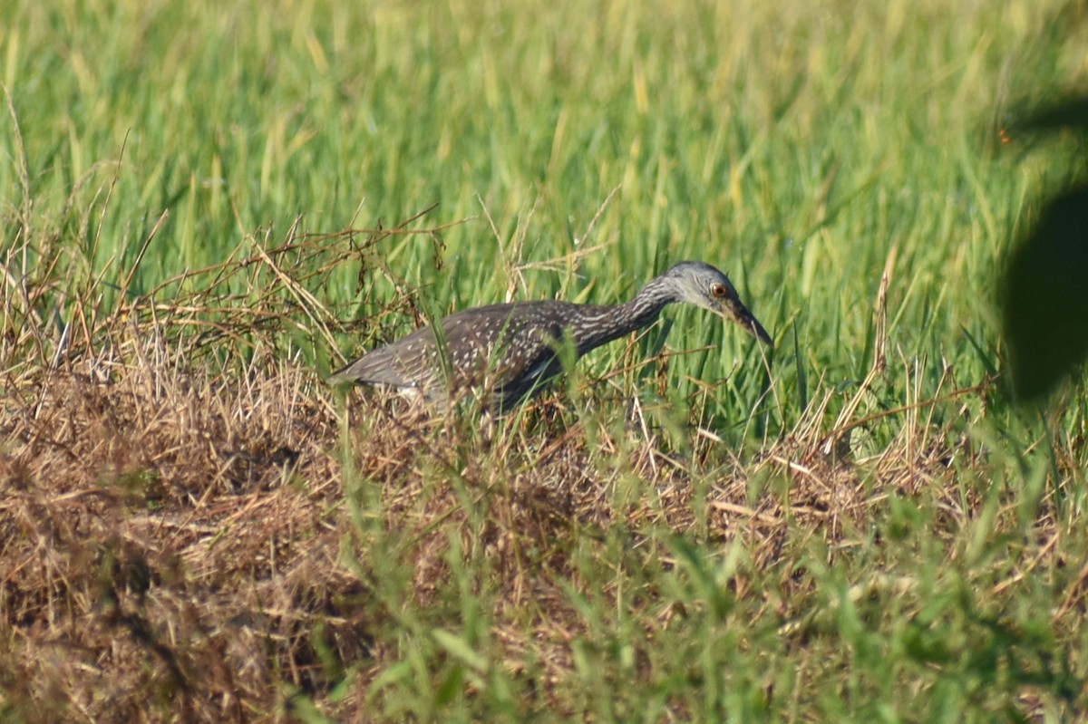 Yellow-crowned Night Heron - ML642168089
