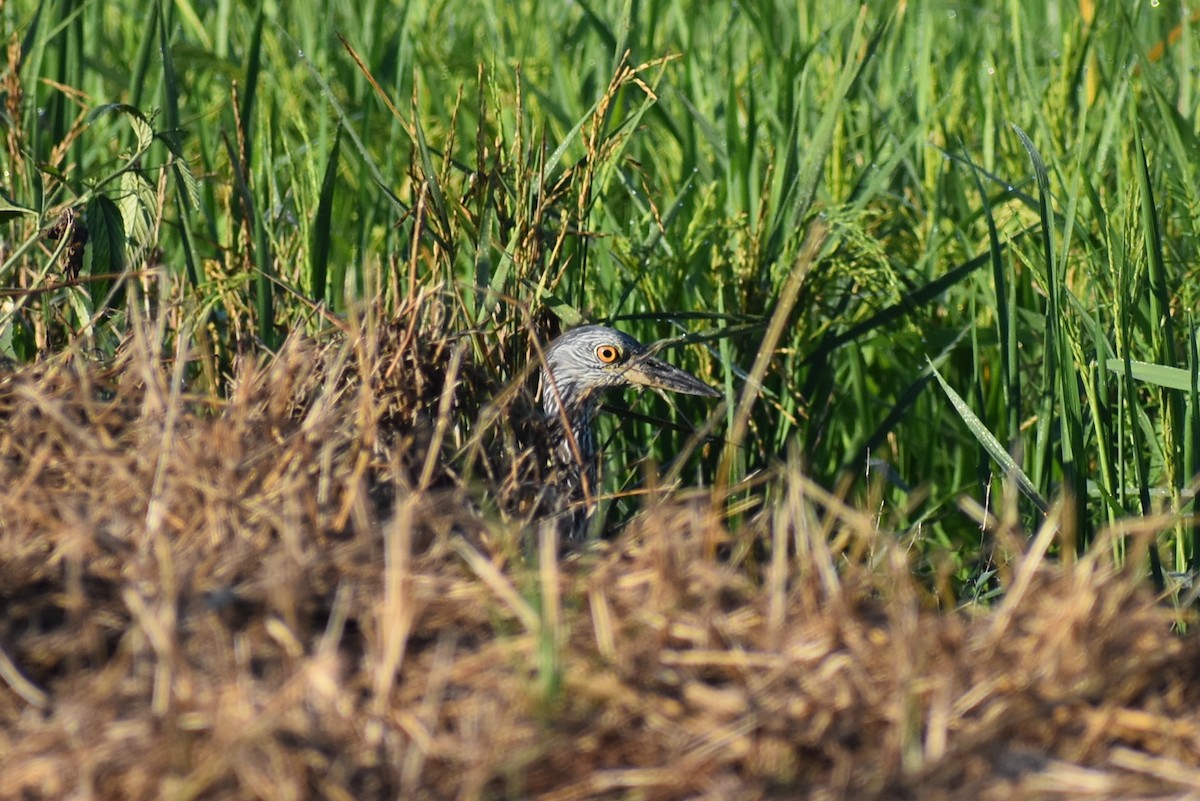 Yellow-crowned Night Heron - ML642168098
