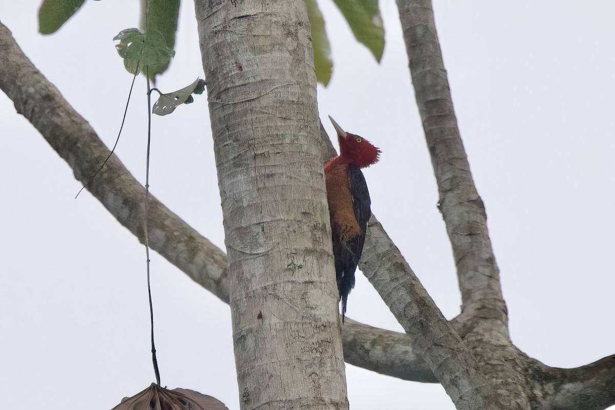 Red-necked Woodpecker - ML642168107