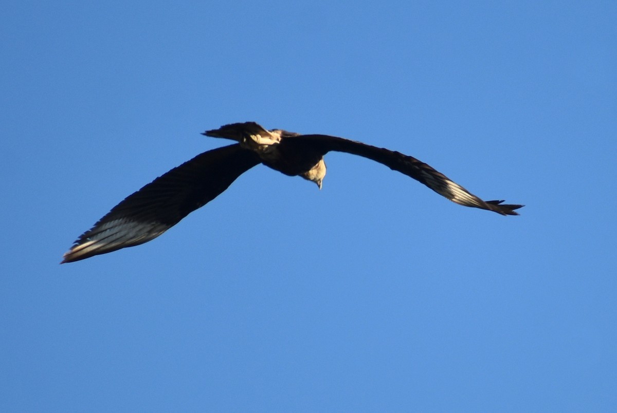 Crested Caracara (Northern) - ML642168118