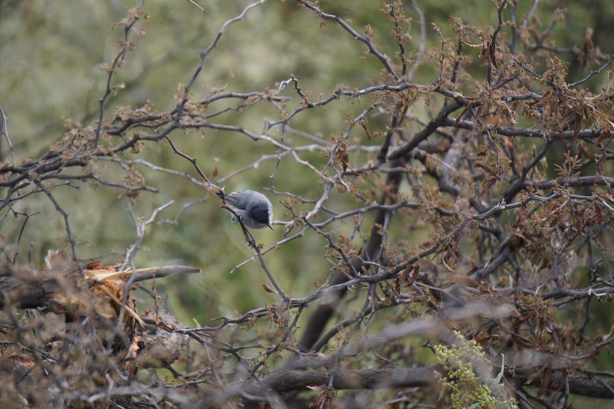 Black-tailed Gnatcatcher - ML642168124