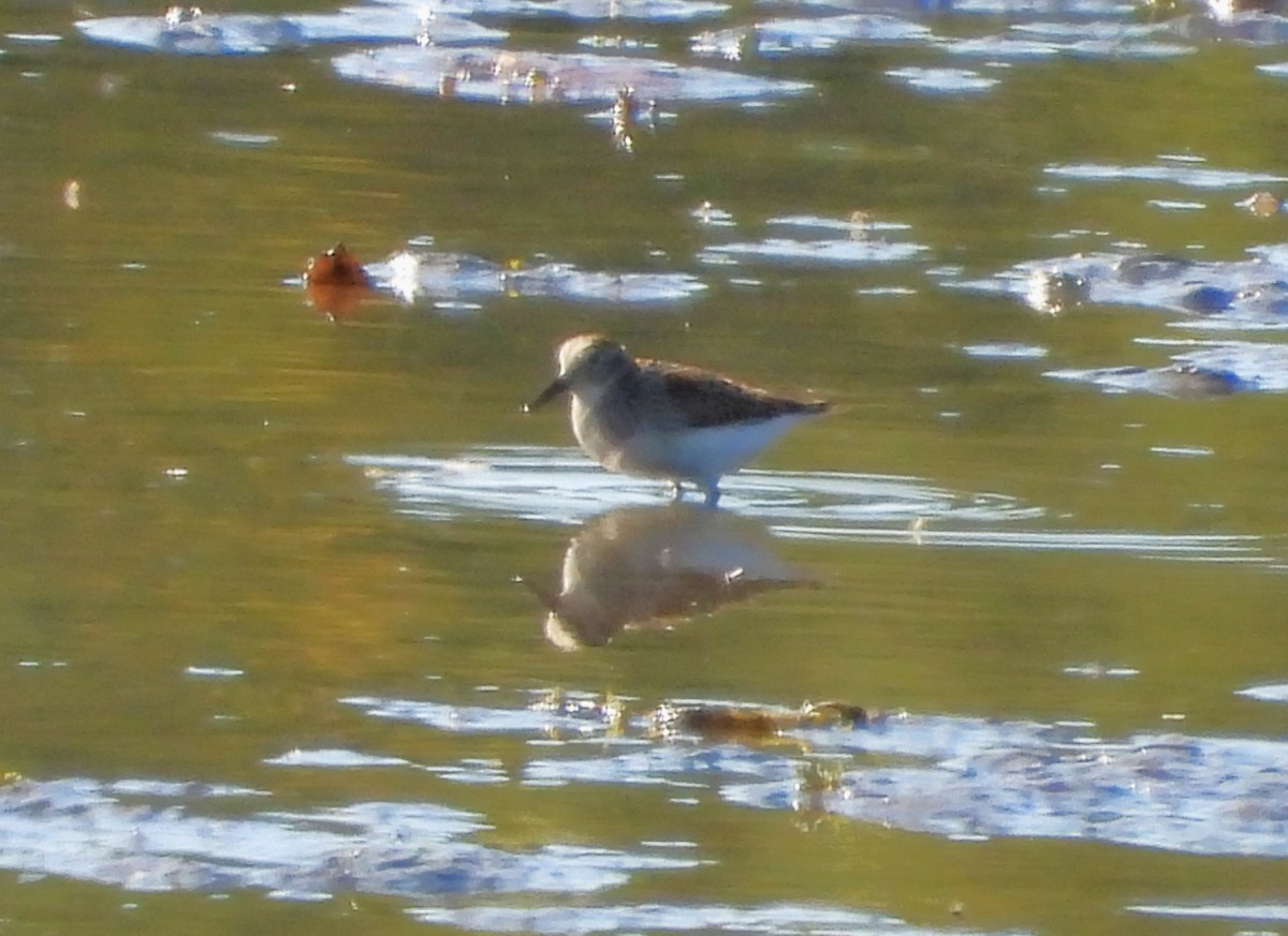 jespák drobný - ML642168125